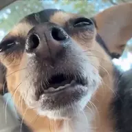 the scrungler