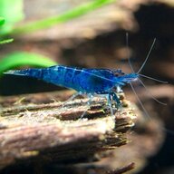 Blue Velvet Shrimp