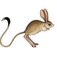 Adjacent Jerboa