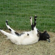 Feignedgoat