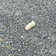 forgotten corn