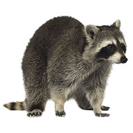 Rakoon