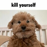 kill yourself