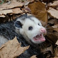 a possum