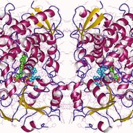 CYP3A4