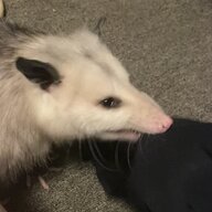 JakeGylenhaall