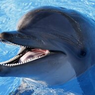 A_Dolphin