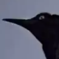 quick bird