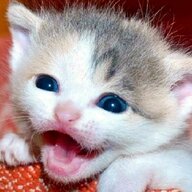 Cats go mow