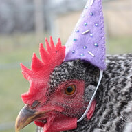 witchicken
