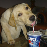 The Pepsi Dog