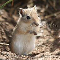 Get The Gerbil