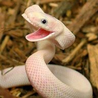 SnekTheRat