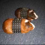 Metal Hamster