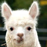 A Friendly Alpaca