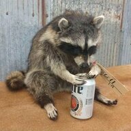 Inebriated Raccoon