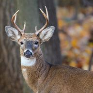 Buck
