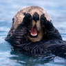 OtterParty