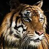 Norbert the Tiger