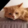 The Honeyed Cat