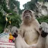 Buck Broken Chimp