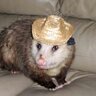 Odd Opossum