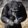 TheCrackMonkey