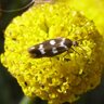 Bloom Worm Cross Field