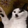 Adolf Kitler