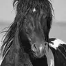 Bucephalus