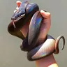 Snake Disco