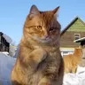 Feline Supremacist