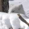Arctic Fox