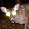 Deer Warts