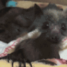 FlappyBat