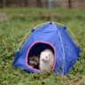 Fascist Ferret