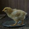 Crunchy Chick