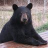 NJBear