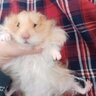 fuzzyrodent85
