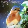 Bluebird