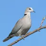 eDove