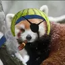 Red flaming panda