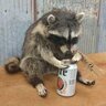 Inebriated Raccoon