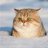 snowkitten91