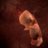 Wolf Fetuses