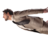 Flying McDaniels