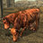 Brahmin Baron