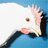 Leghorn