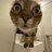Sneedcat
