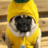 pug
